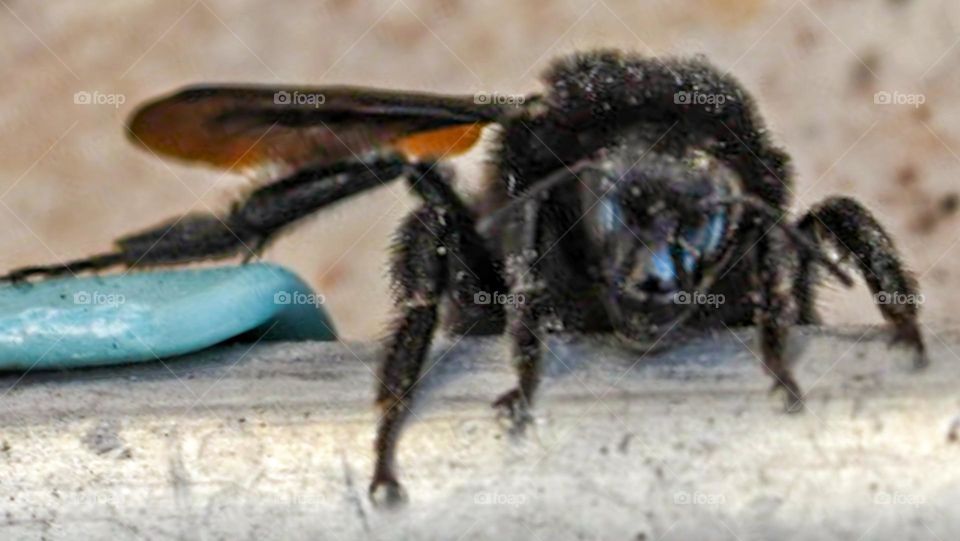 a black bumblebee