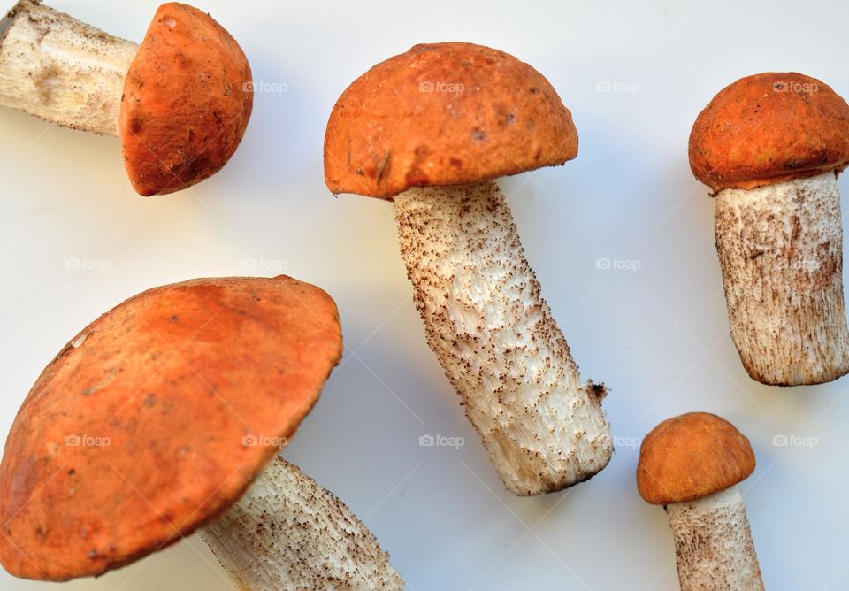 orange boletus mushrooms on a white background