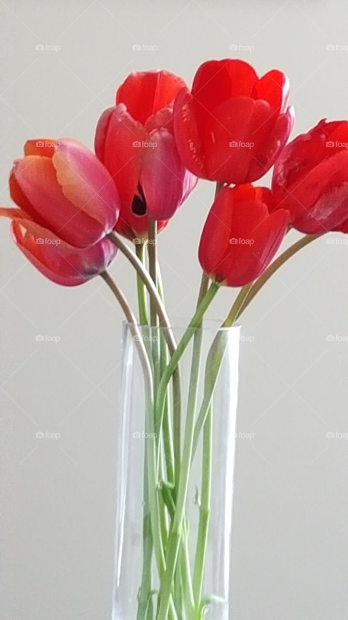 tulips