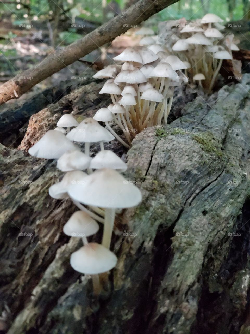 line of fungus