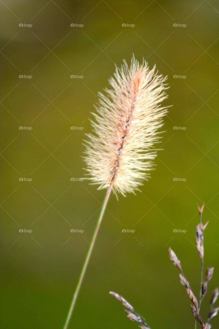 Nature, Flora, No Person, Summer, Outdoors