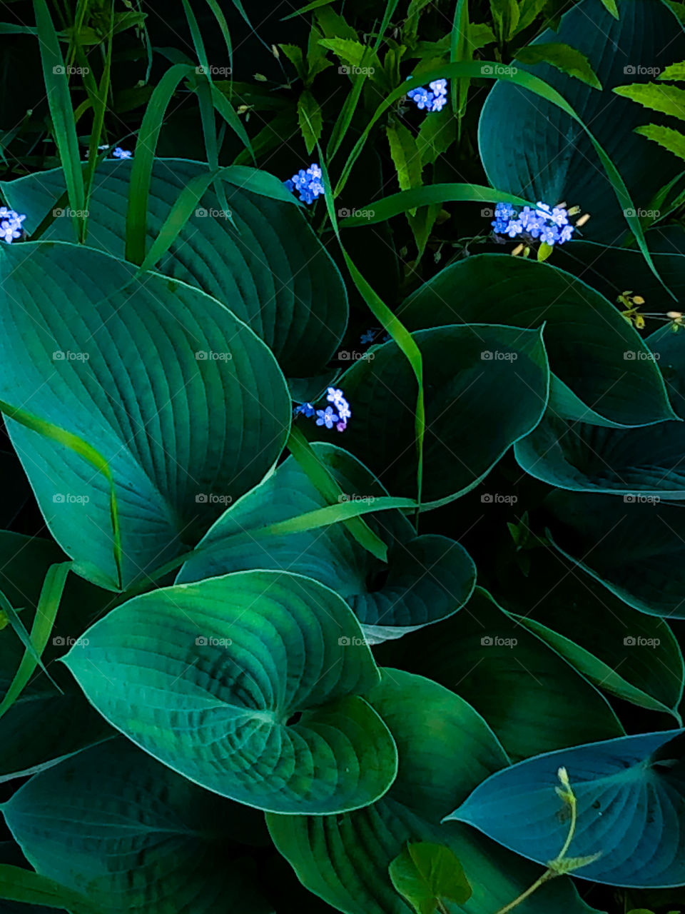 Dark green leaves with small purple flowers 