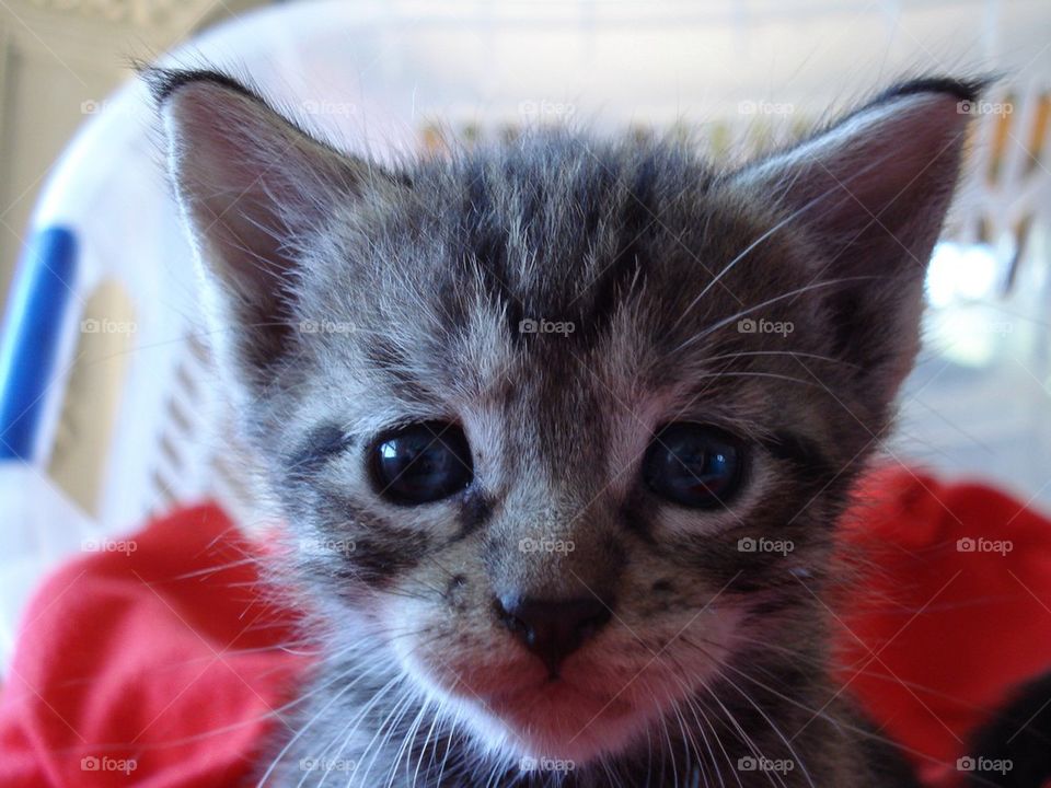 Cute little kitten 