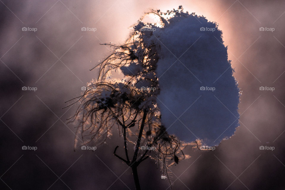 clematis plants in the snow