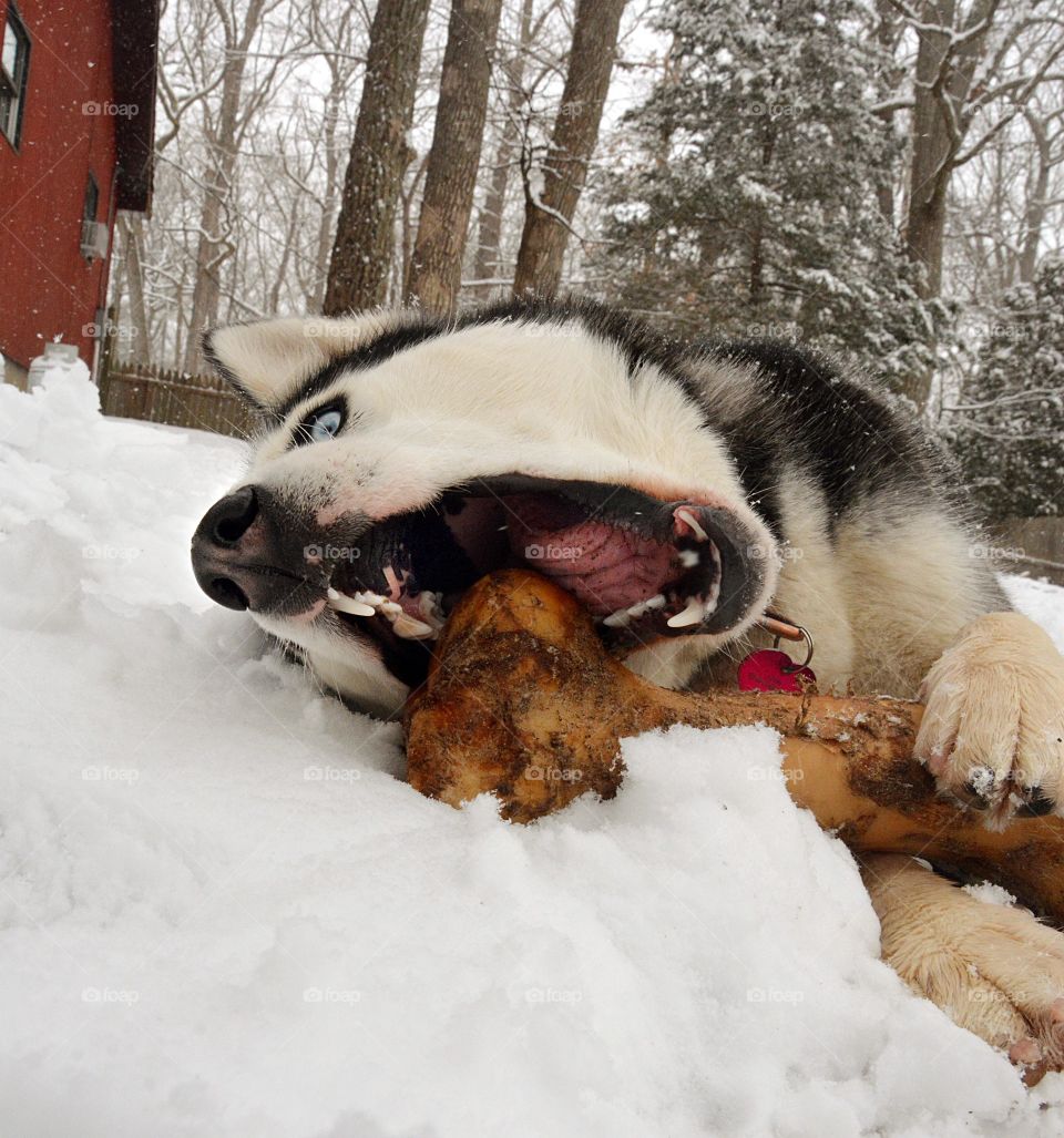 A Siberian husky is seen eating a large bone in the snow