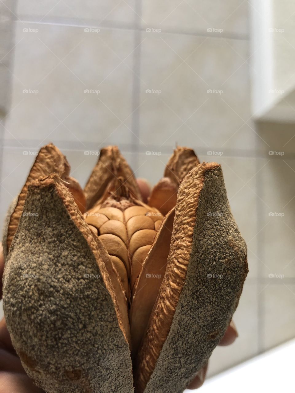 The birth of a seed pod