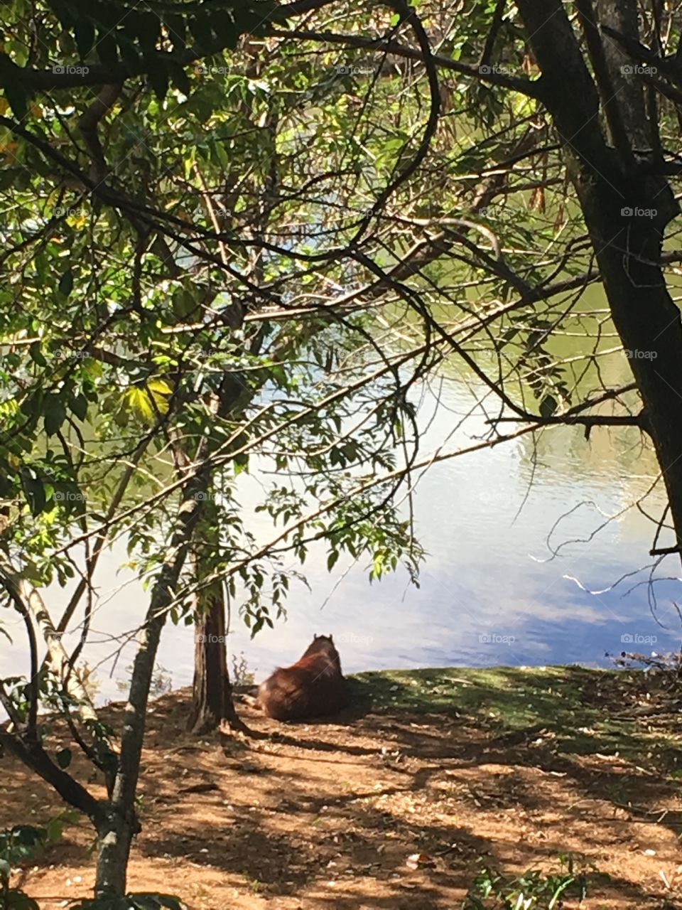 Uma capivara descansando à sombra. E na beira do lago, até eu fico com inveja...