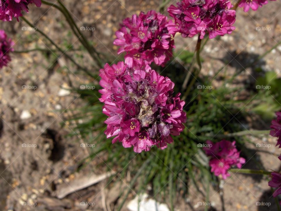 Pink flower