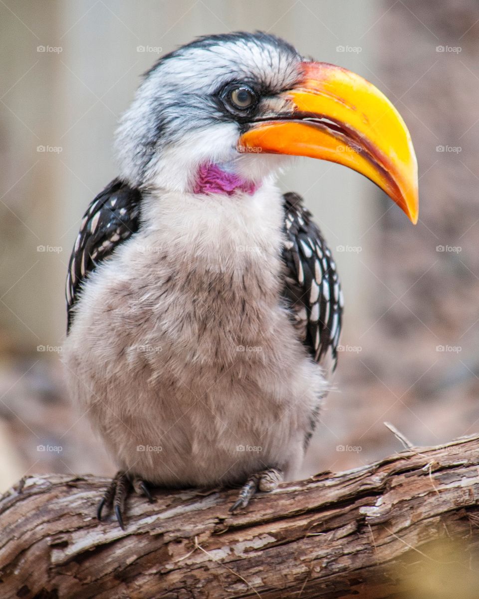 Close-up of bird perching on wood