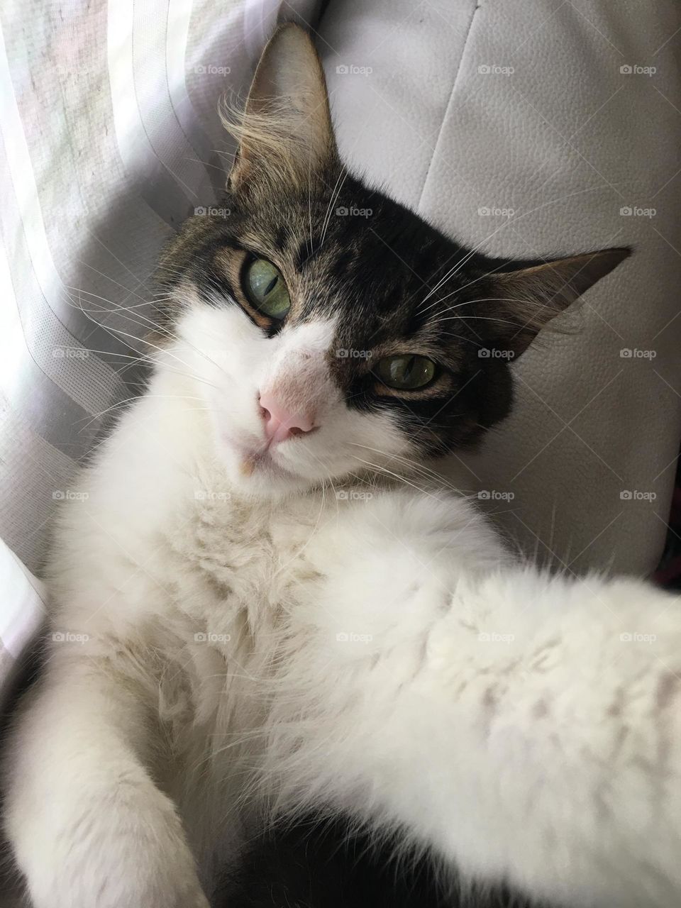 Selfie cat