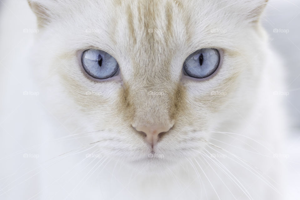 Portrait of beautiful cat with blue eyes, close up 