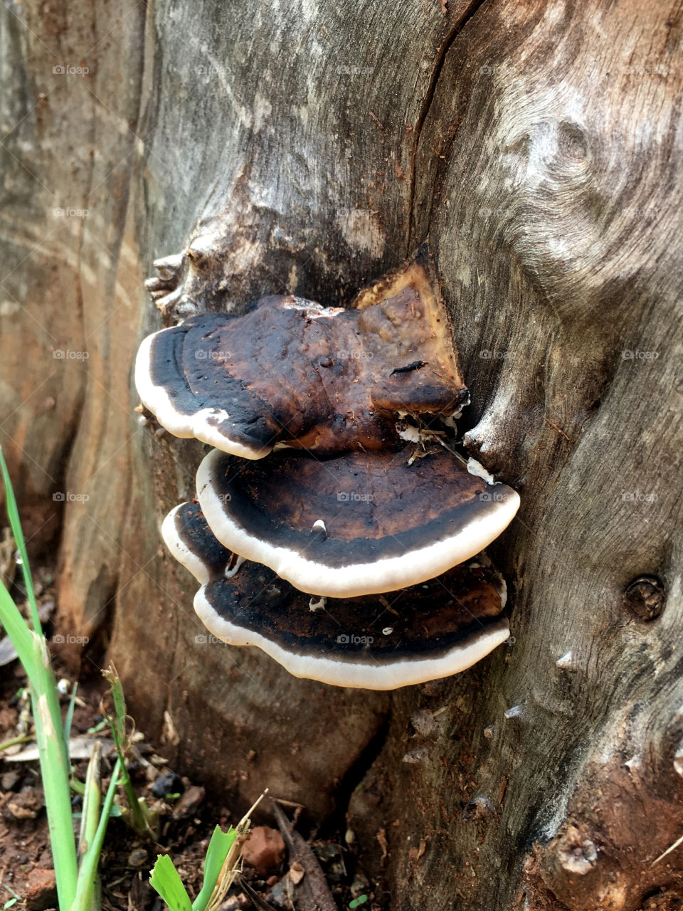Mushrooms on wood