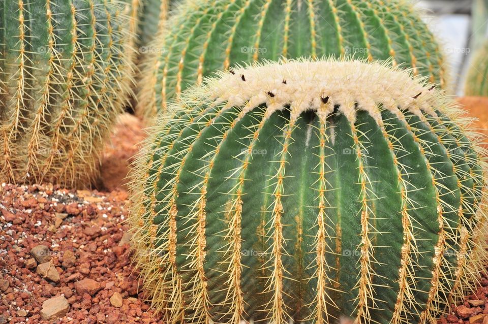 Cactus, Succulent, Spine, Sharp, Desert