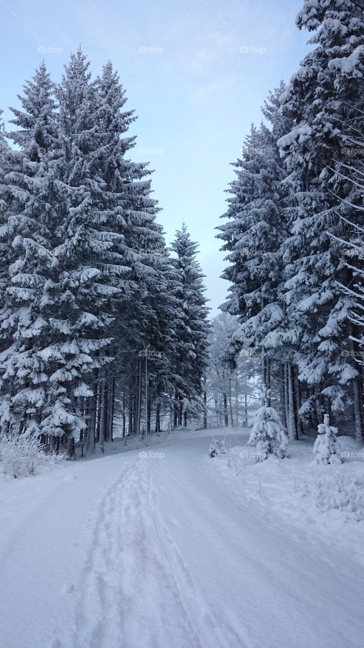 Snow covered road in forest