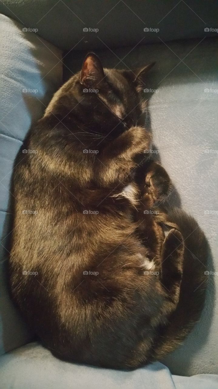 Snuggle Cat