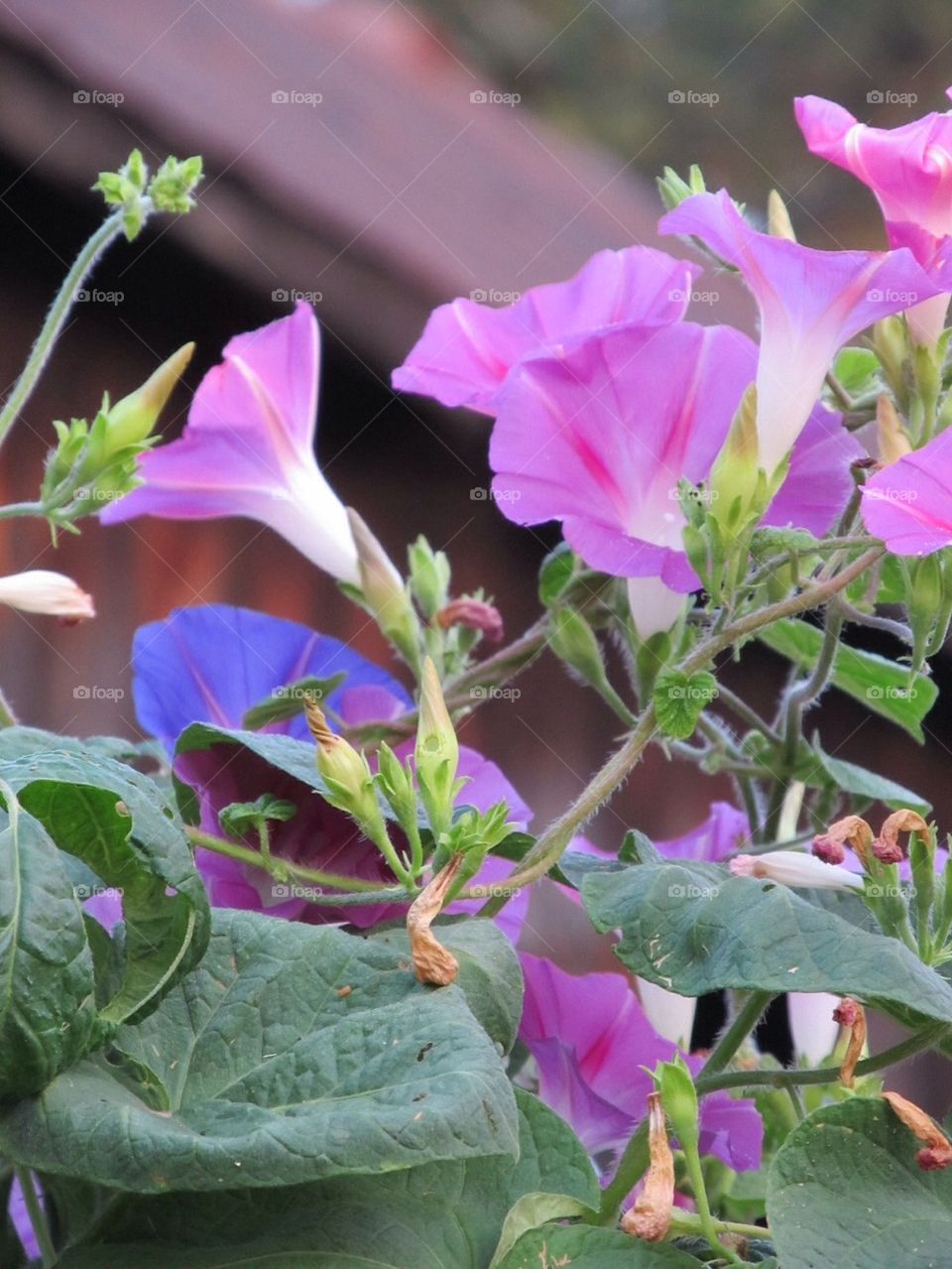 Morning Glory flower