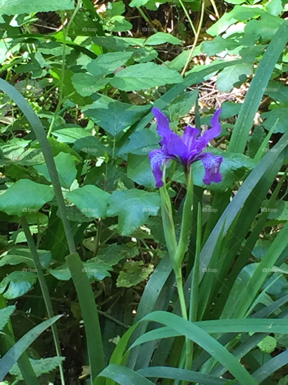 Iris. Wild iris