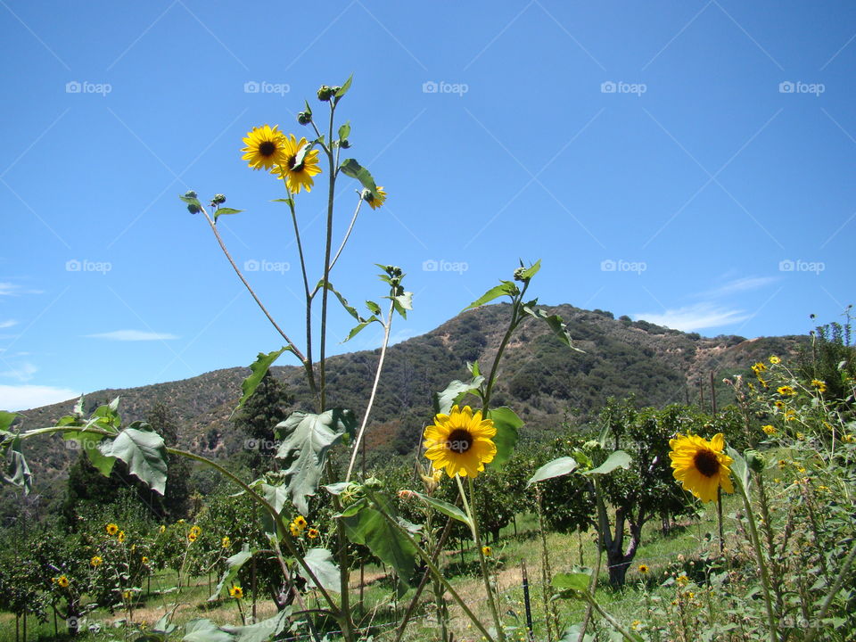 Sunflowers on a sunny day 