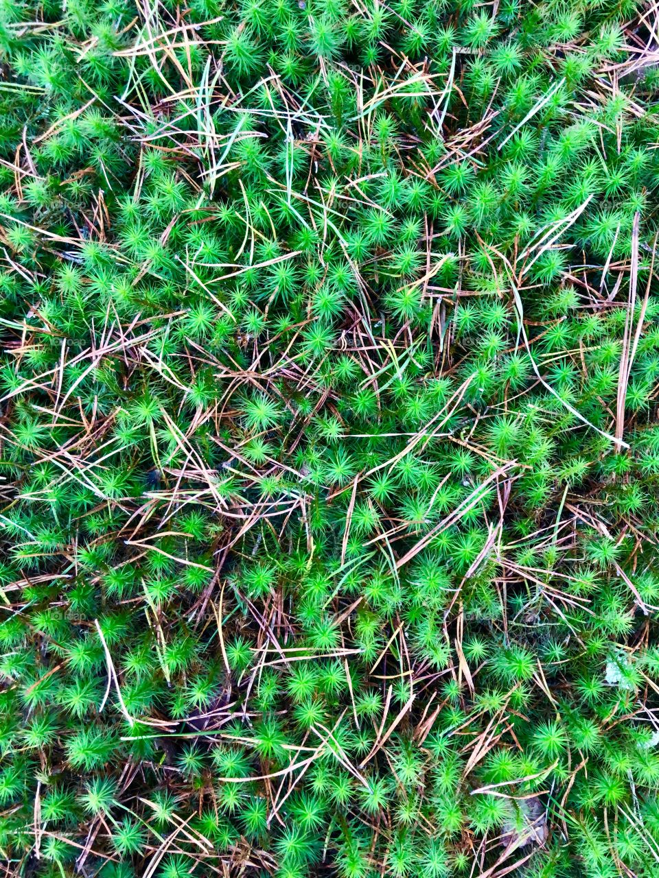 Bright green forest moss 