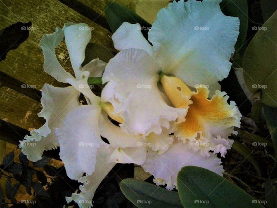 White Cattleya Orchids