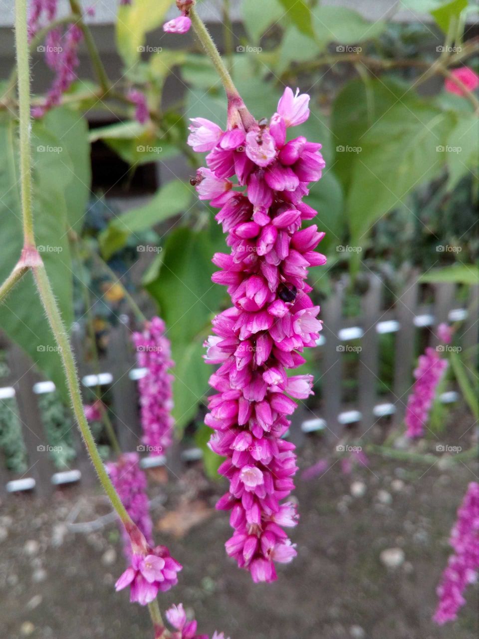 an ant on the flower