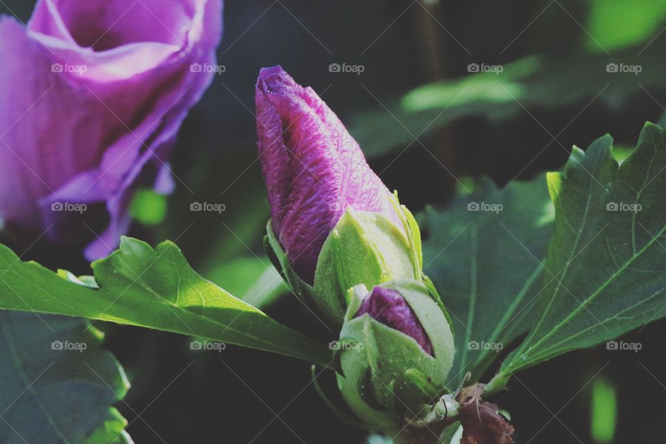 Close-up of purple swirl flower