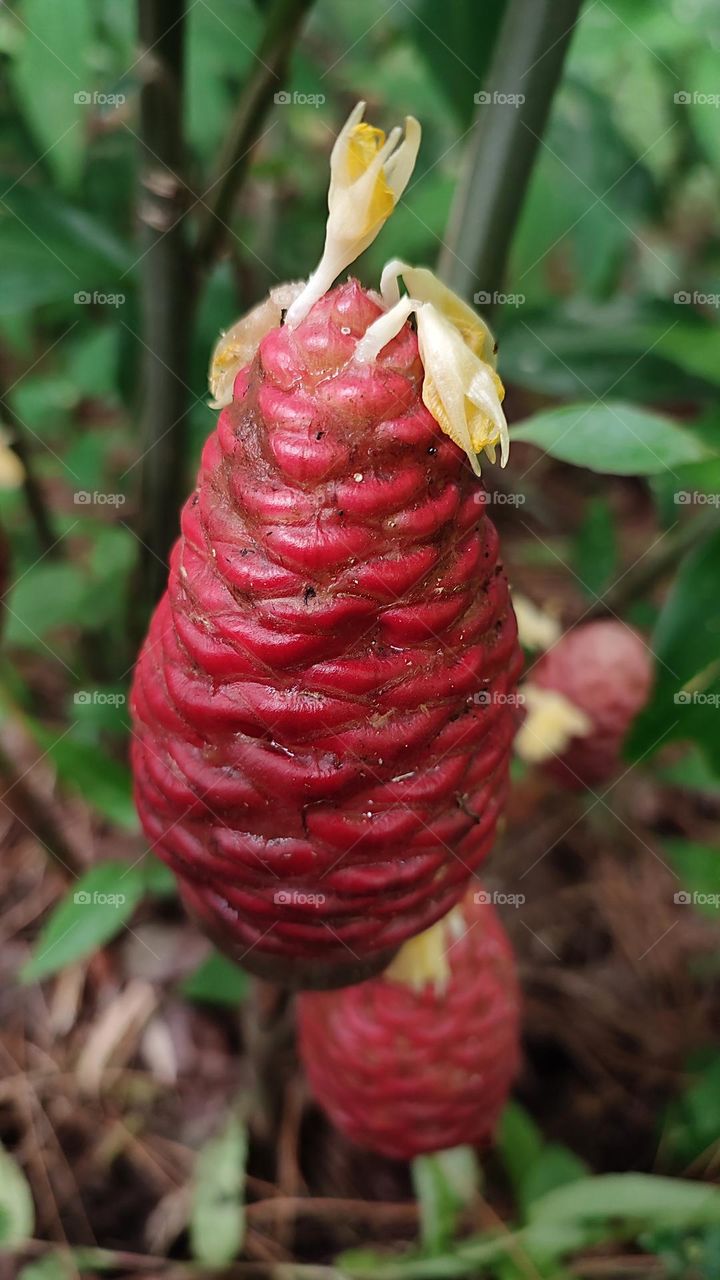 Viva Magenta! Pantone's Color of the Year 2023.
Zingiber zerumbet plant. It is a kind of spice that has medicinal properties. It's also known as bitter ginger, shampoo ginger or pinecone ginger