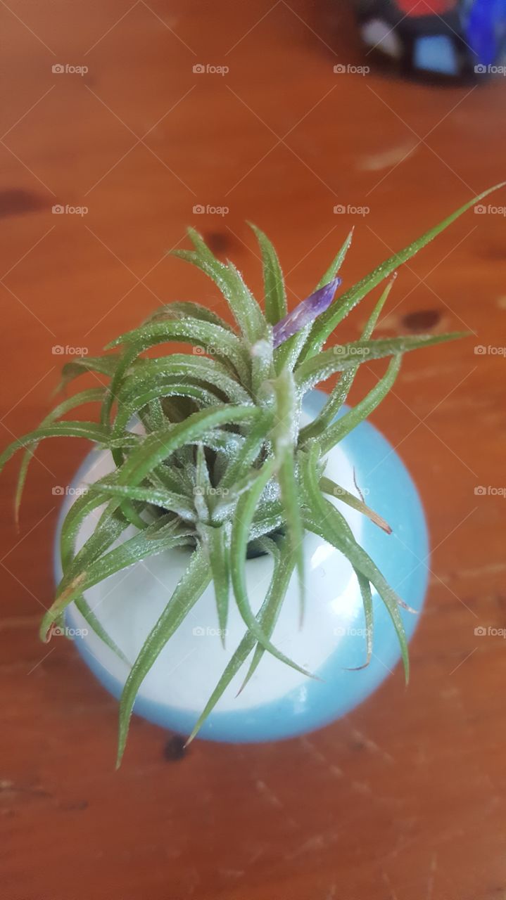 An air plant (Tillandsia) grows in a spherical glass container set on a wooden surface. It has a purple bloom.