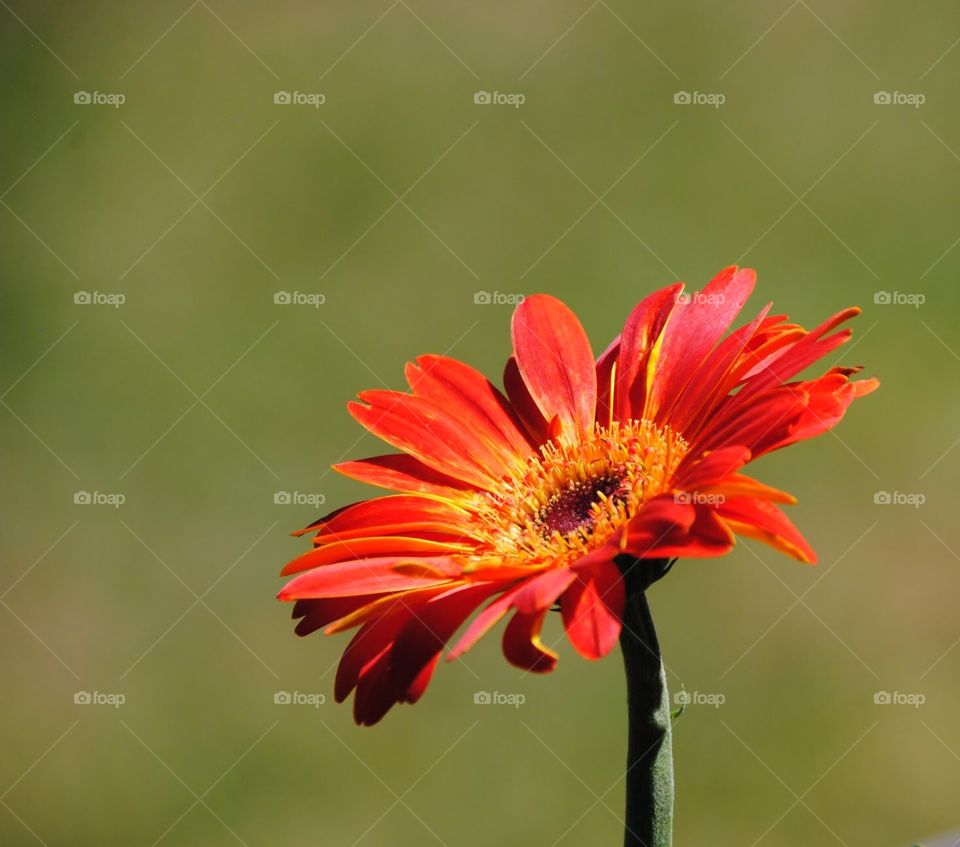 Bright Orange Explosion of Color