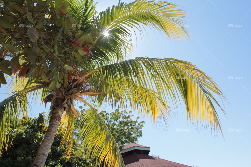 Palm tree in Haiti