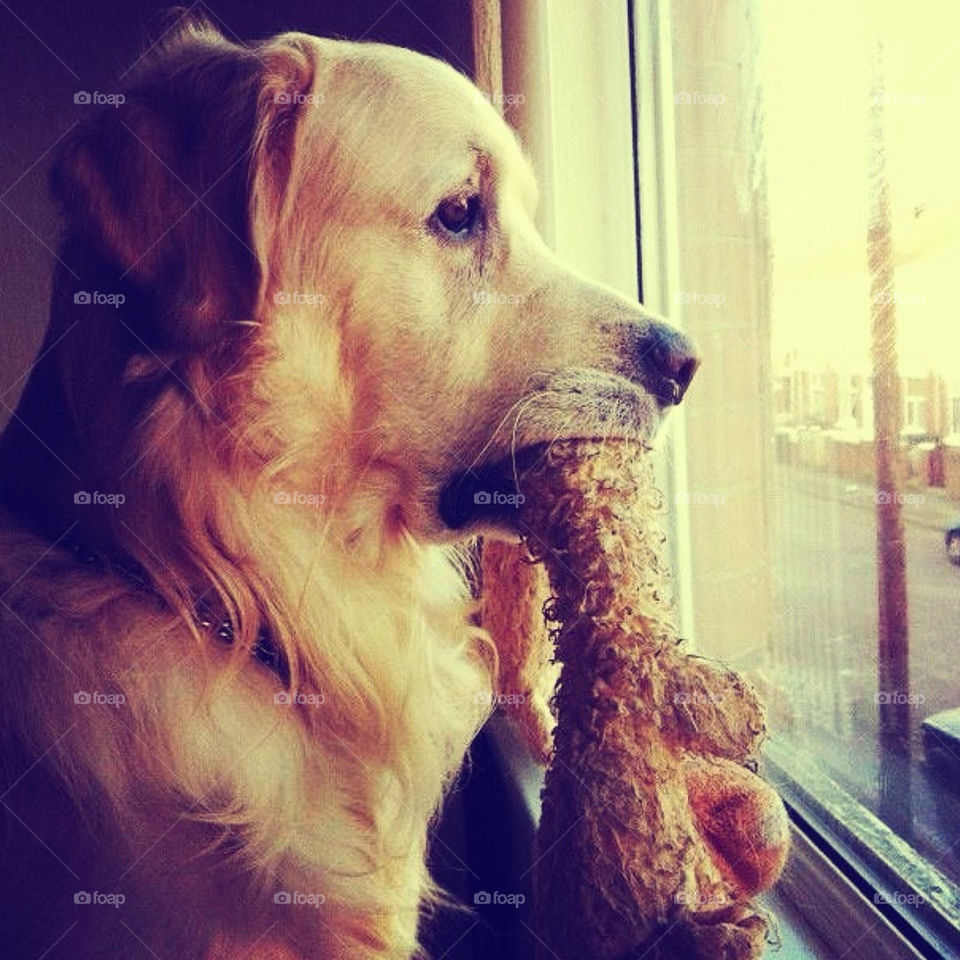 Looking at the window