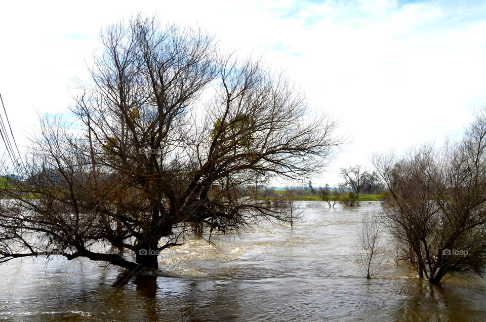 trees in water