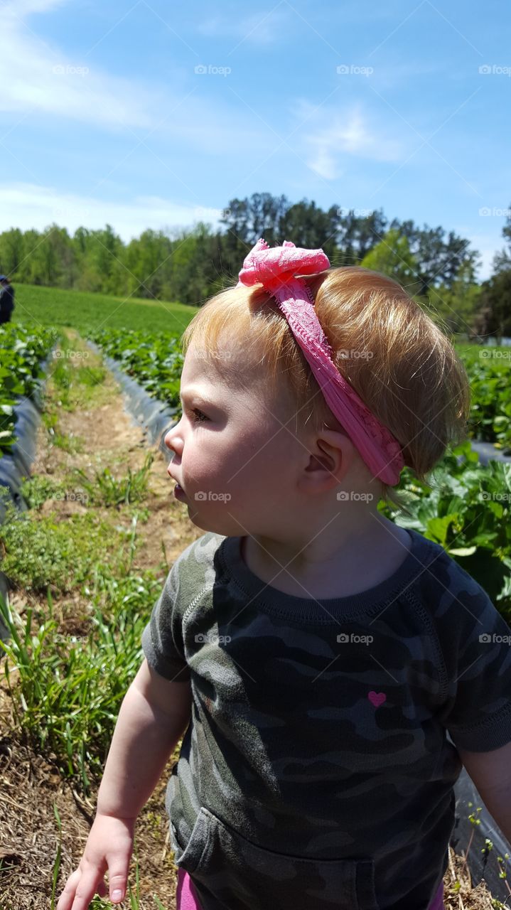 strawberry picking