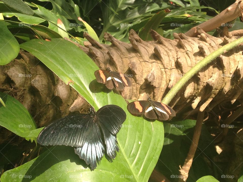 Nature, Wildlife, Insect, Butterfly, Leaf