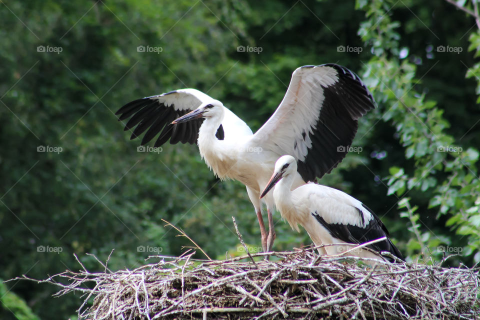 Two of a kind, Herons!