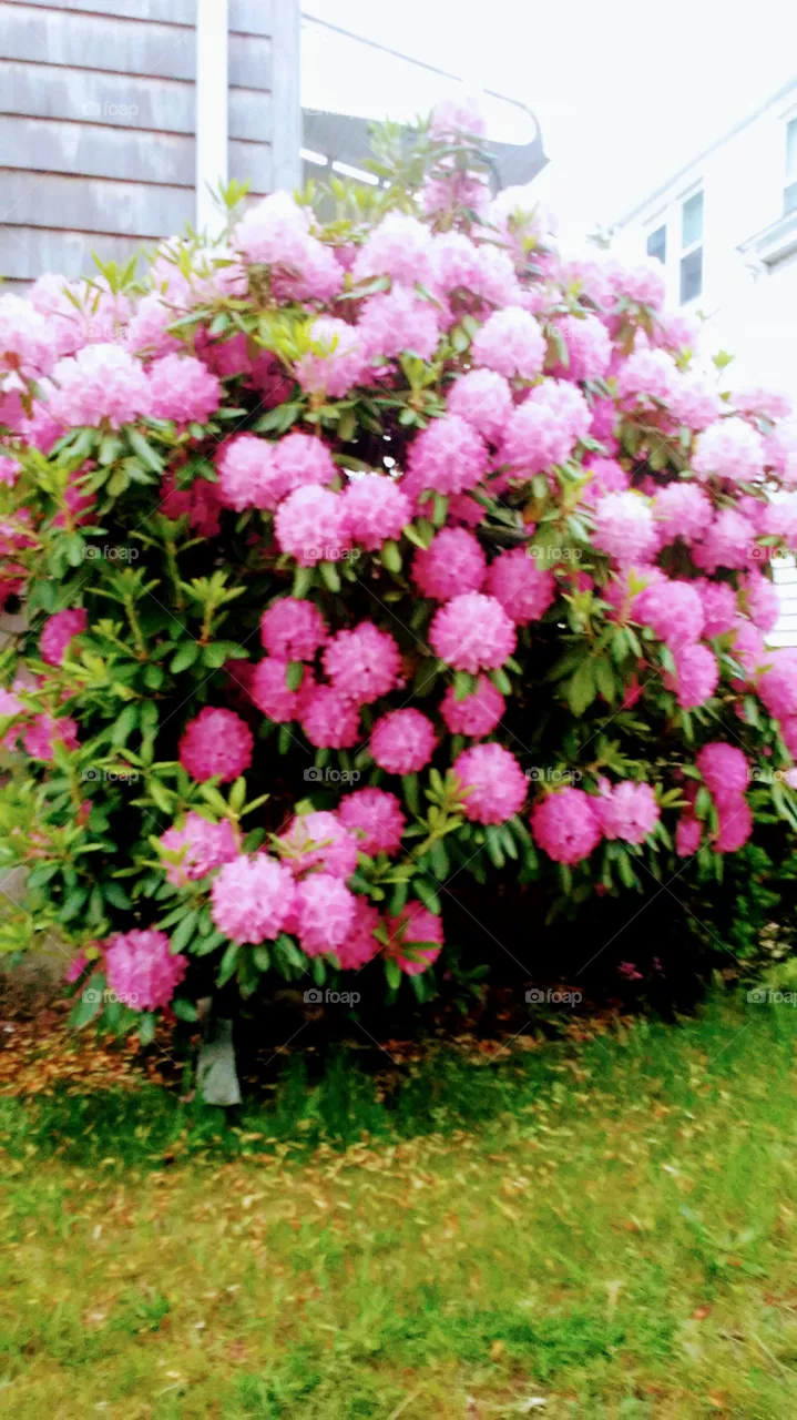 Flower, Garden, Flora, Nature, Leaf