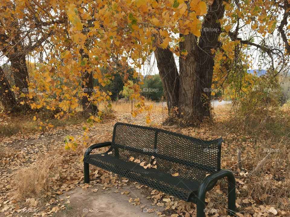Autumn Bench