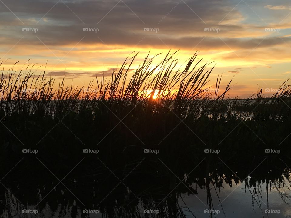 Beautiful sunset with the sun through reeds and water