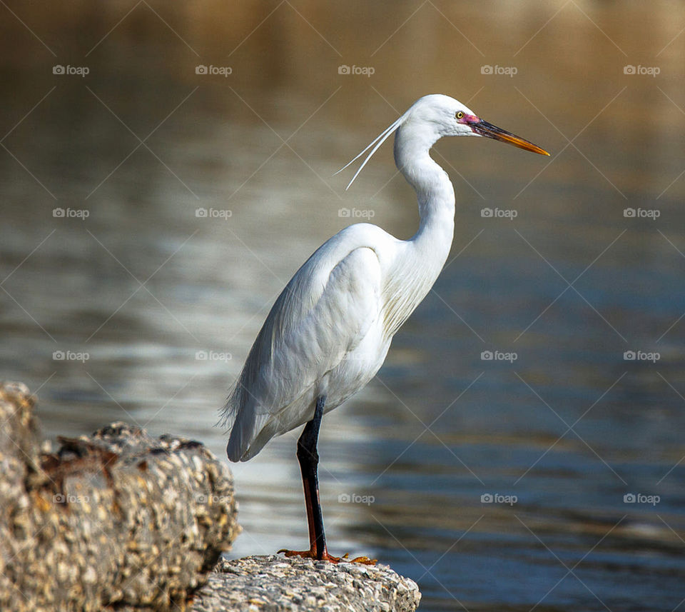 Bahrain wildlife pictures