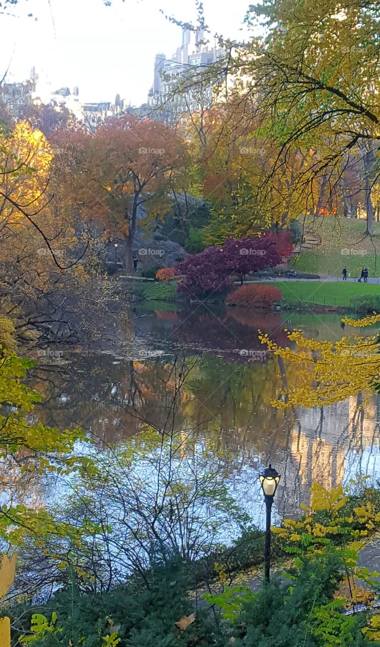 colorful foliage by lake in park