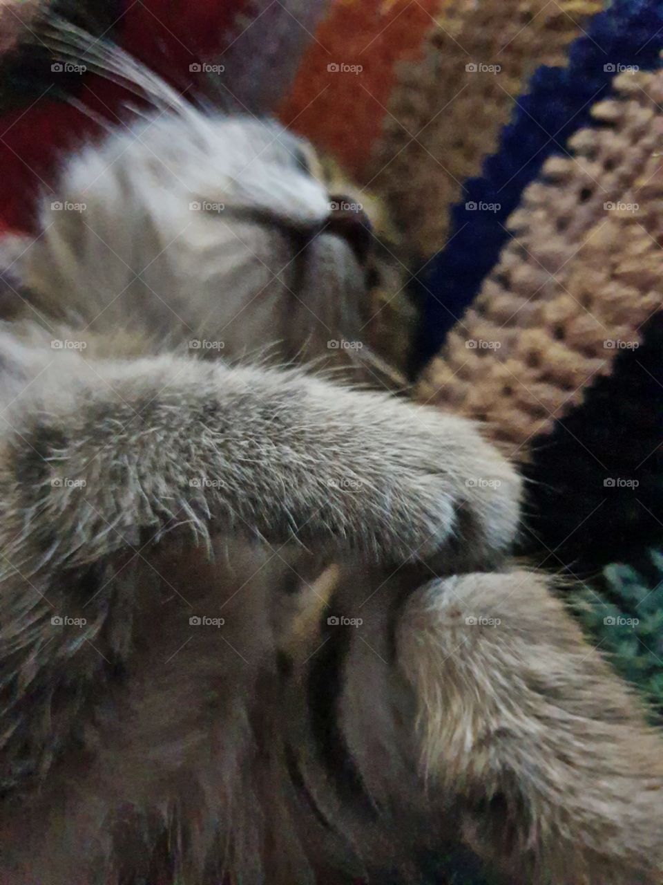 Sleeping kitten