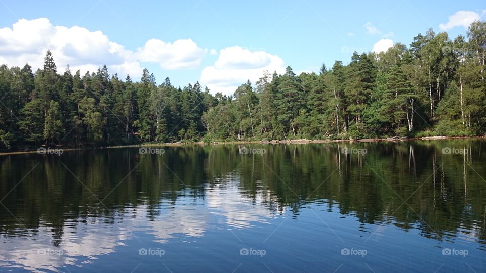 forest reflection in a lake