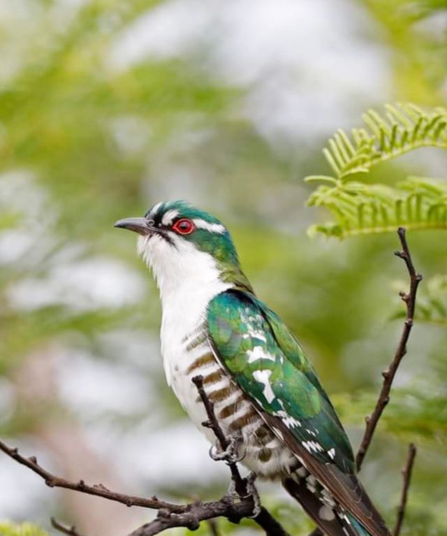 bird