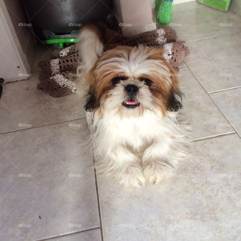 Nossa cachorrinha Pepita e sua fofura incrível. Essa pequinês é ímpar, como se faz carinhosa. 