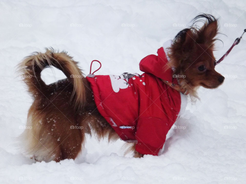 dog walking on the street