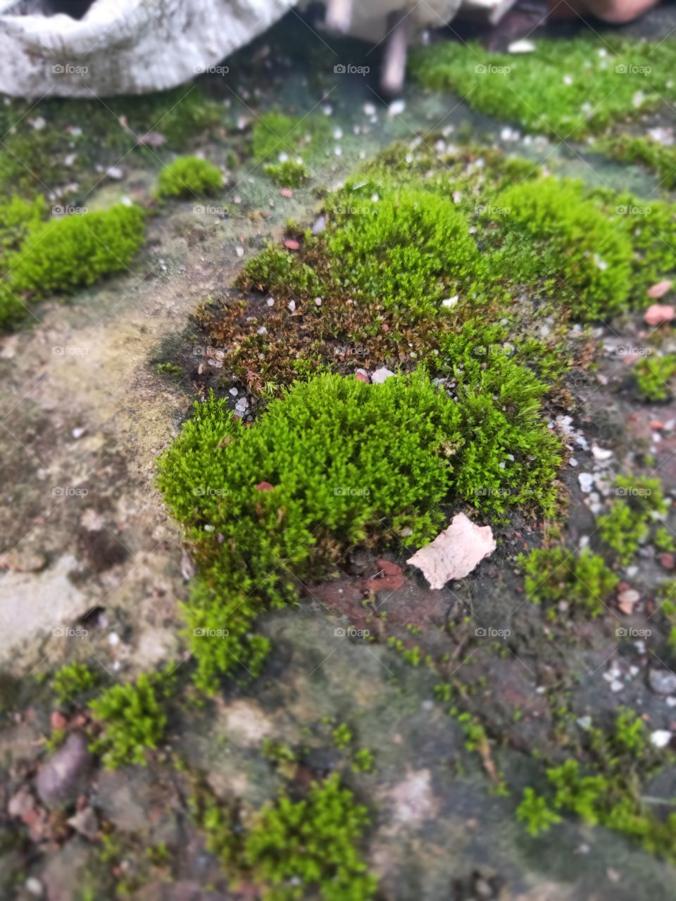 moss grass that grows in the yard. moss growing on bricks