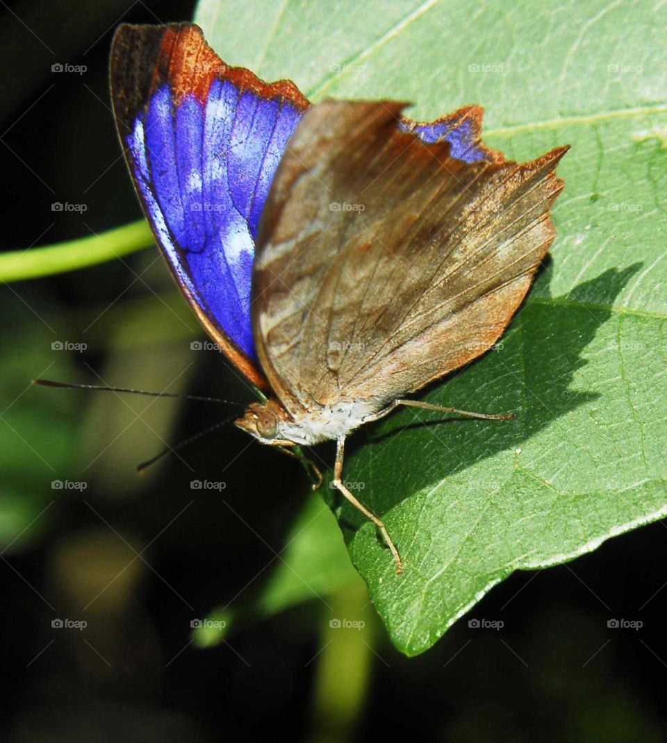 The special blue butterfly on the Green leaves