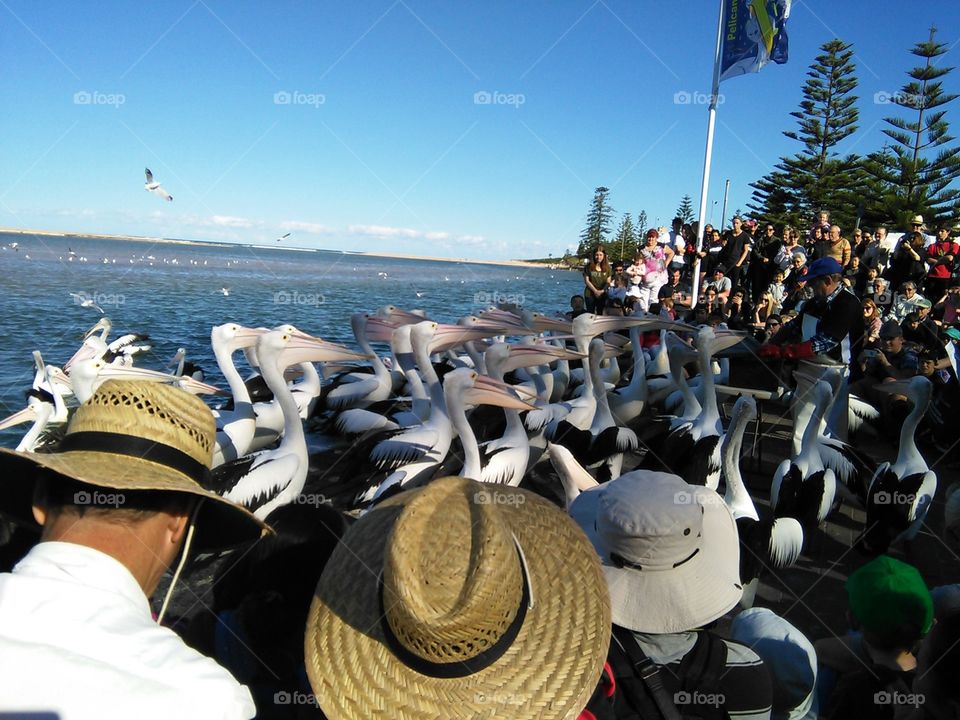 pelican feeding The Entrance Central Coast New South Wales NSW Australia seaside