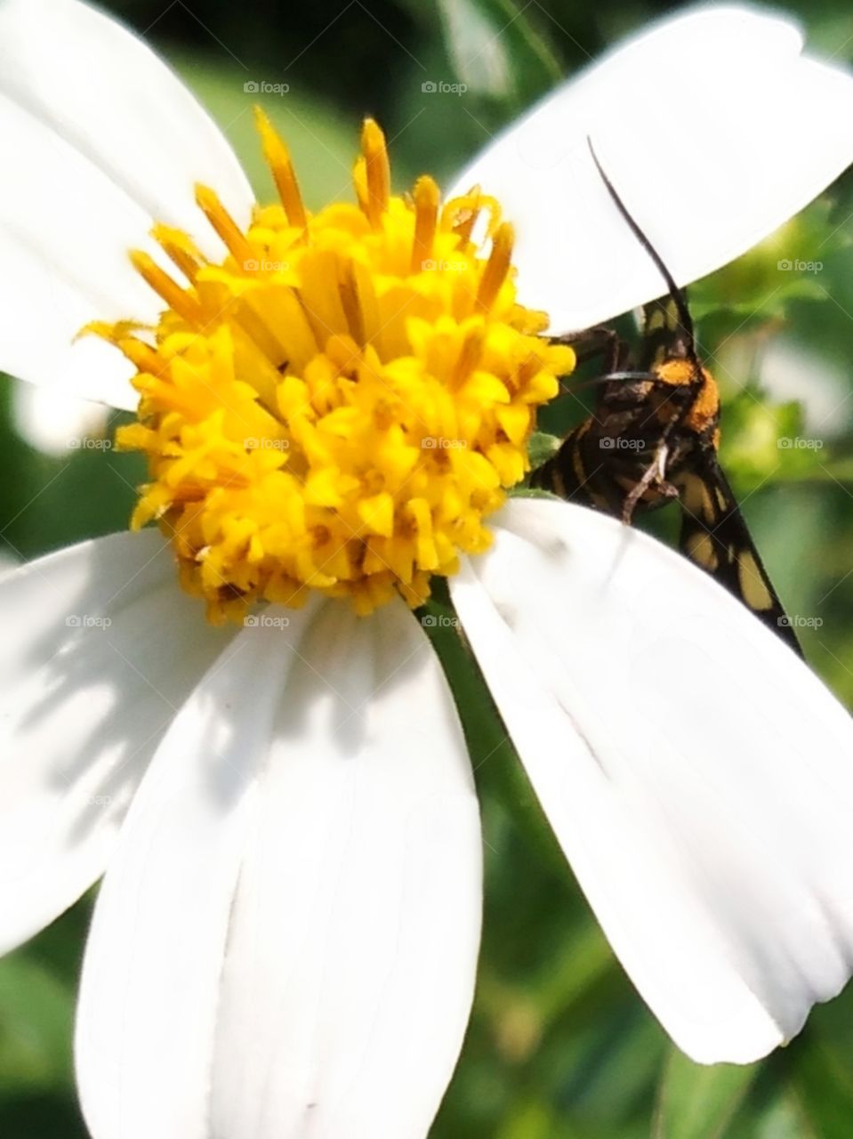 Butterfly is looking for something.