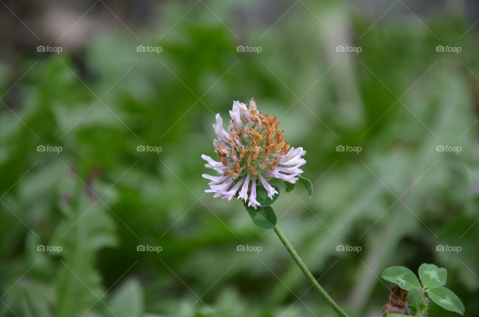 Nature, Flora, Leaf, No Person, Flower